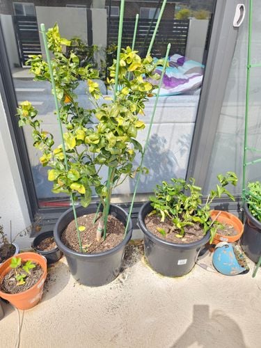 1000097383.jpg 1000097383.jpg