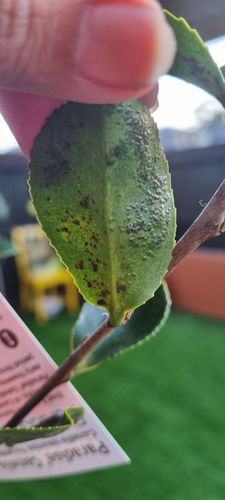 1000167798.jpg 1000167798.jpg