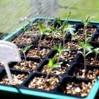 3.1. Add fertiliser to the seedlings.jpeg 3.1. Add fertiliser to the seedlings.jpeg