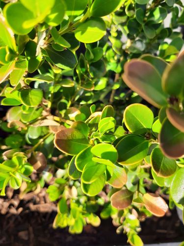 20220102_081235.jpg 20220102_081235.jpg