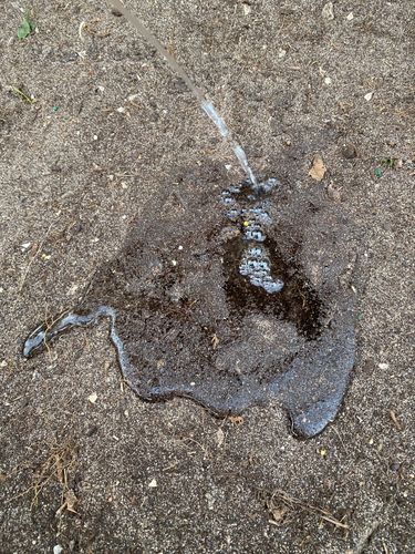 IMG_0733.jpeg IMG_0733.jpeg