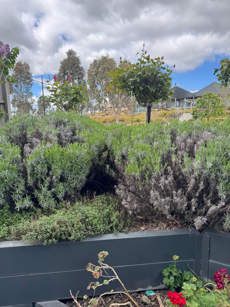 IMG_3254.JPG IMG_3254.JPG