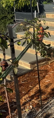 IMG_2512.png IMG_2512.png