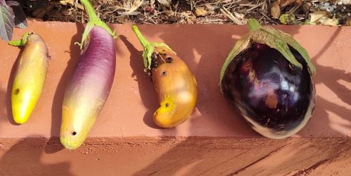 IMG_20250224_114047559~2.jpg IMG_20250224_114047559~2.jpg