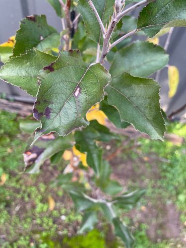 IMG_8745.jpeg IMG_8745.jpeg