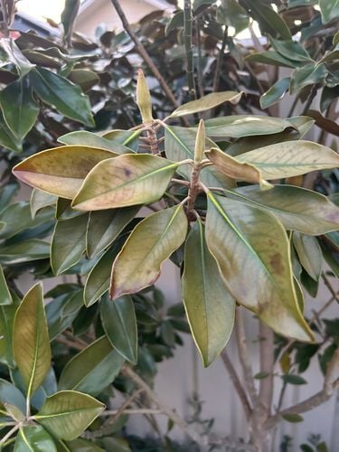 4B21CACF-DE6A-4645-95D5-87B85217C4EE.jpeg 4B21CACF-DE6A-4645-95D5-87B85217C4EE.jpeg