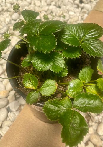 IMG_4978.jpeg IMG_4978.jpeg