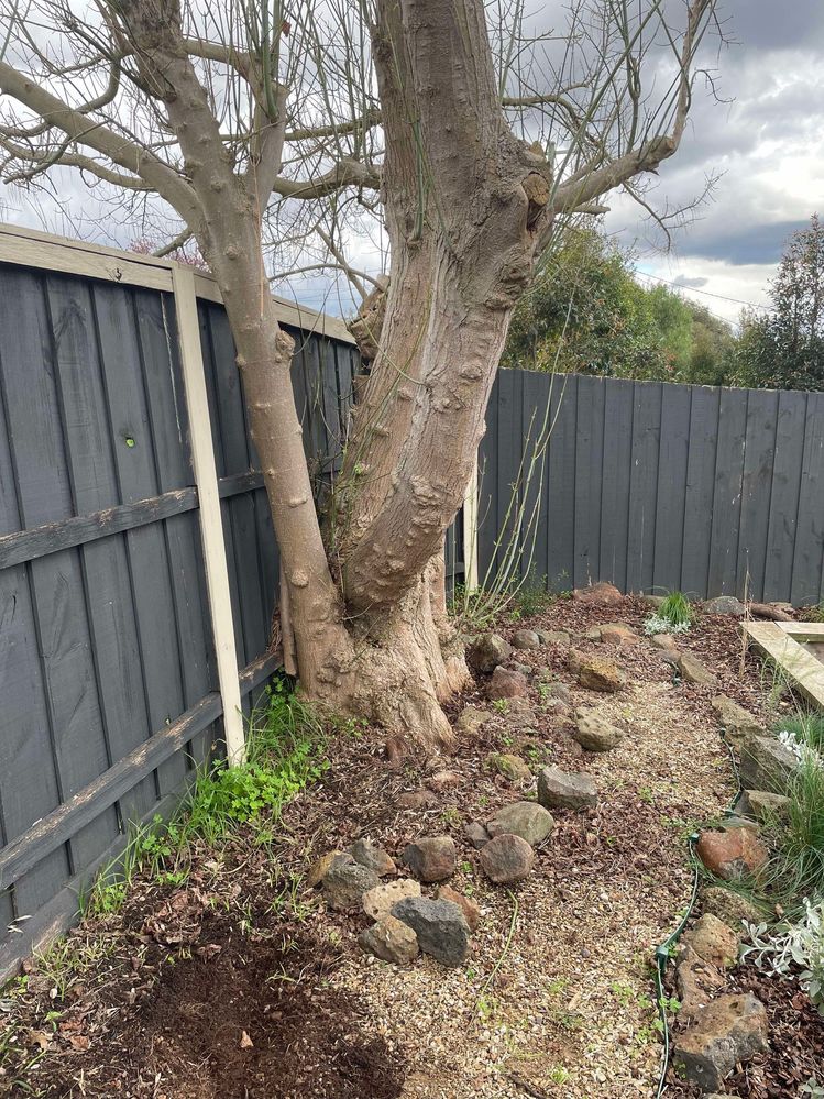 456425818_3911299282426823_8519330169427891216_n.jpg 456425818_3911299282426823_8519330169427891216_n.jpg