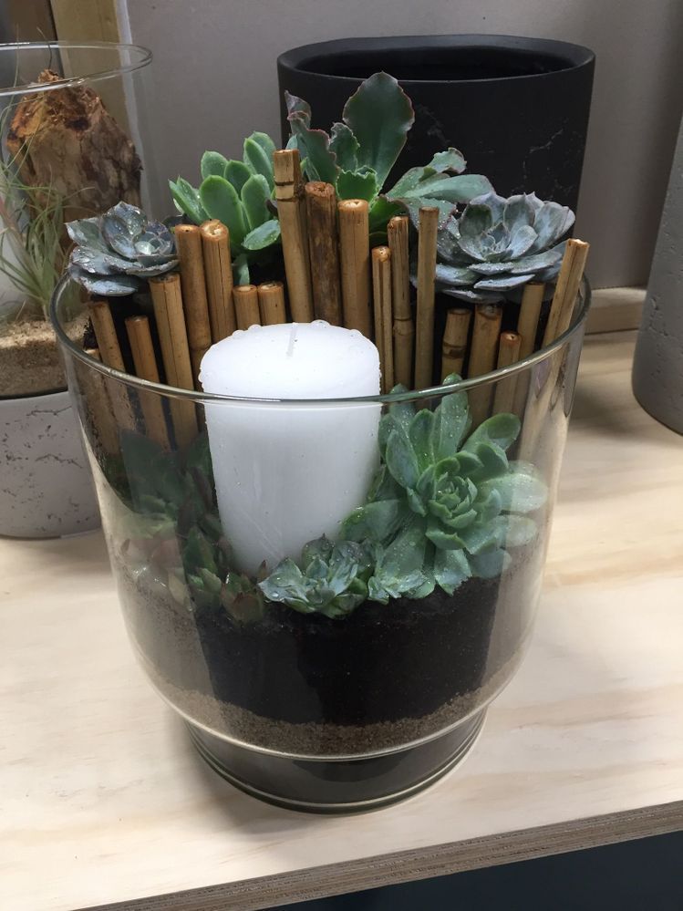 terrarium.jpeg terrarium.jpeg