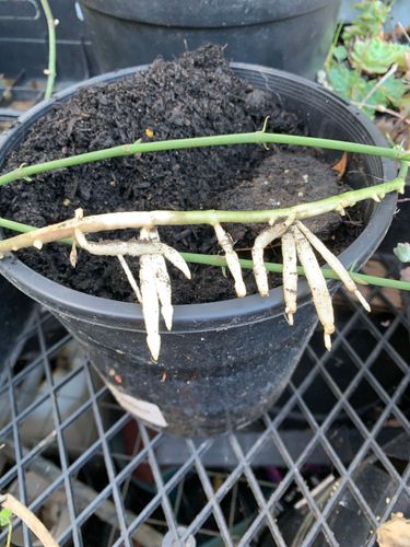 FD1E8D69-B81D-4067-B5D3-B6D063C35374.jpeg FD1E8D69-B81D-4067-B5D3-B6D063C35374.jpeg