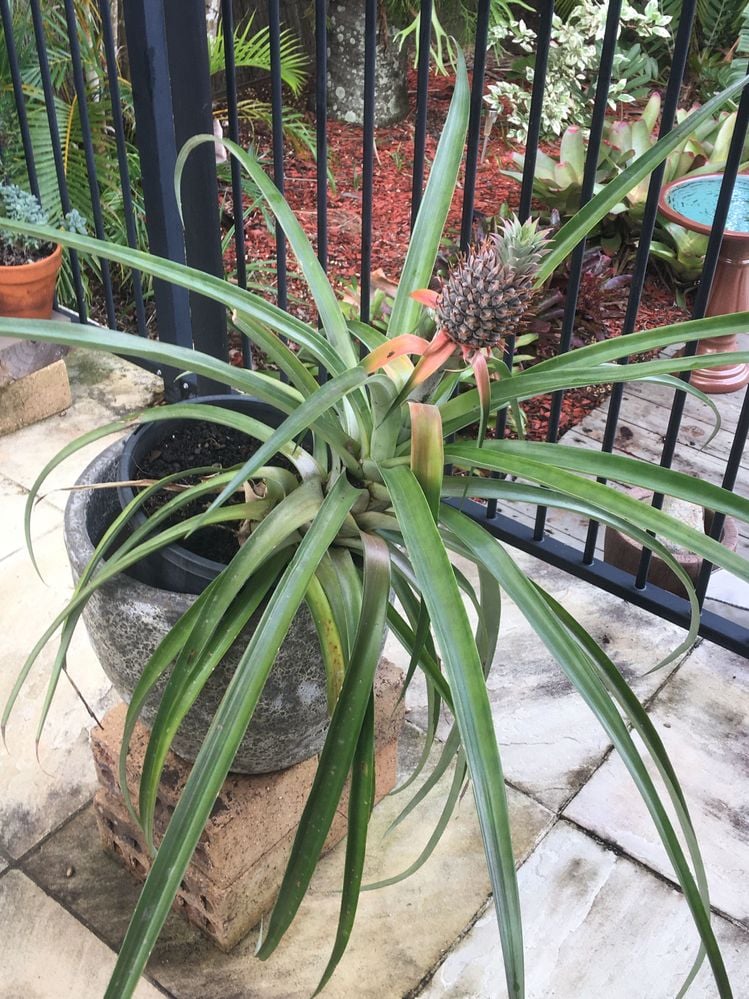 pineyii.JPG pineyii.JPG