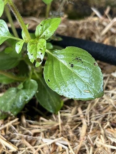 77b0bbd1-a20e-484c-9ea7-b1949399a5d7.jpg 77b0bbd1-a20e-484c-9ea7-b1949399a5d7.jpg