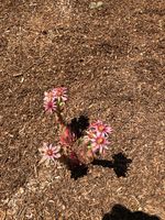 IMG_7211.JPG IMG_7211.JPG