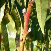 2.2 Nectarine triple bud.jpg 2.2 Nectarine triple bud.jpg