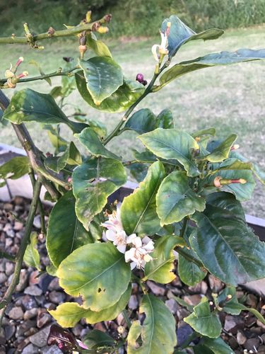 2FF4AF1B-168F-42B8-92E9-19E2F204C774.jpeg 2FF4AF1B-168F-42B8-92E9-19E2F204C774.jpeg