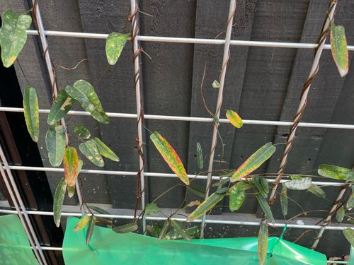 IMG_9056.jpeg IMG_9056.jpeg