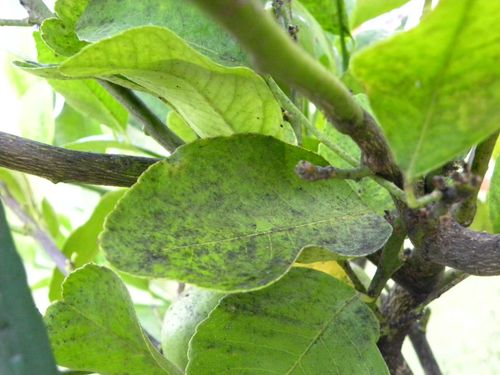 Lemon 2.JPG Lemon 2.JPG