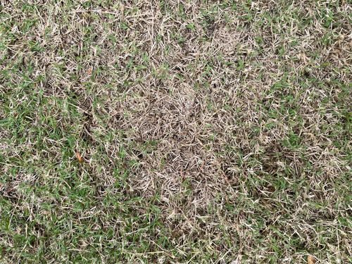 IMG_5518.jpeg IMG_5518.jpeg