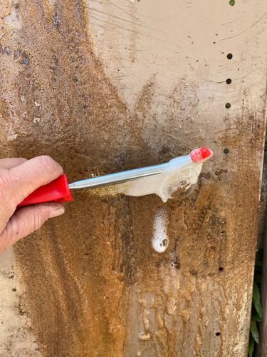 IMG_3470.jpeg IMG_3470.jpeg