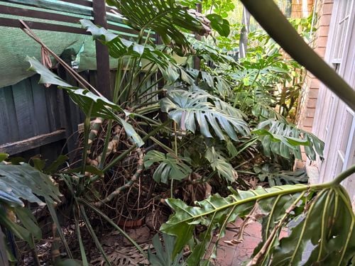 IMG_0529.jpeg IMG_0529.jpeg