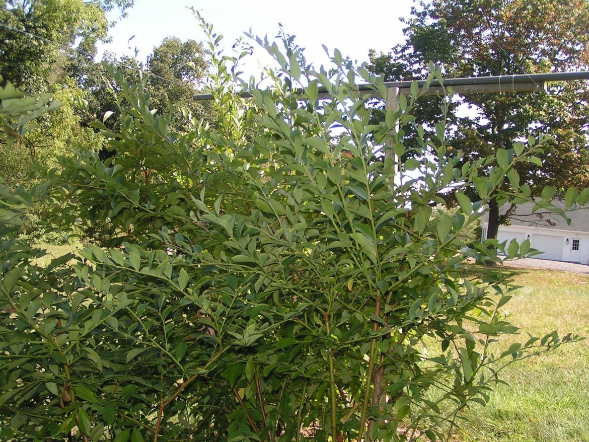 PICT1354.JPG PICT1354.JPG