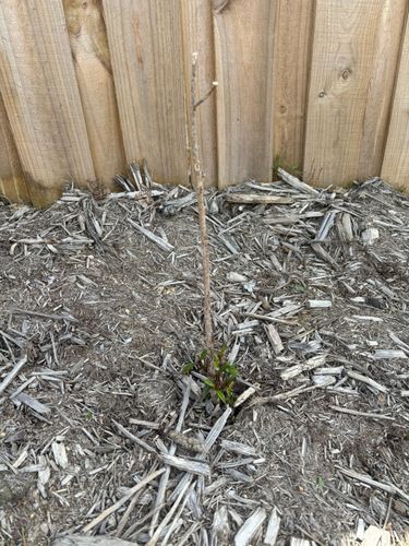 IMG_2219.jpeg IMG_2219.jpeg