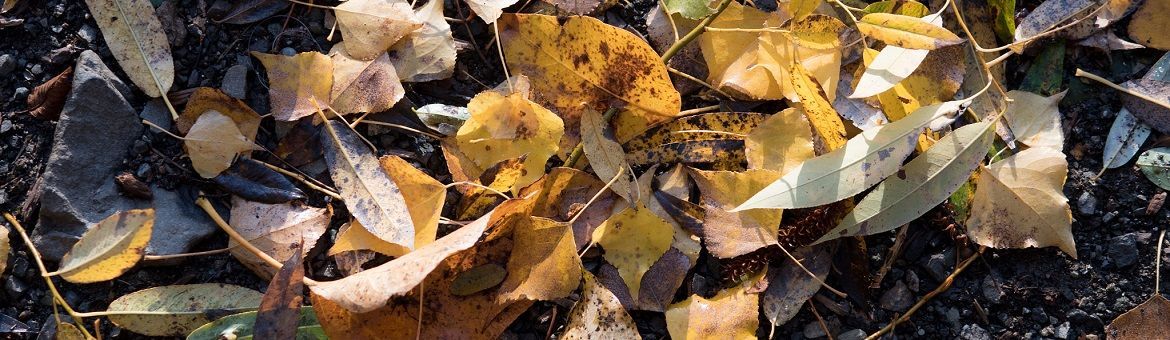 Fall_Leaves_(232874725).jpeg Fall_Leaves_(232874725).jpeg