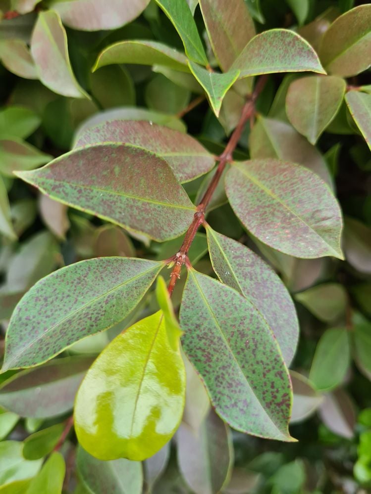 20210529_152603.jpg 20210529_152603.jpg