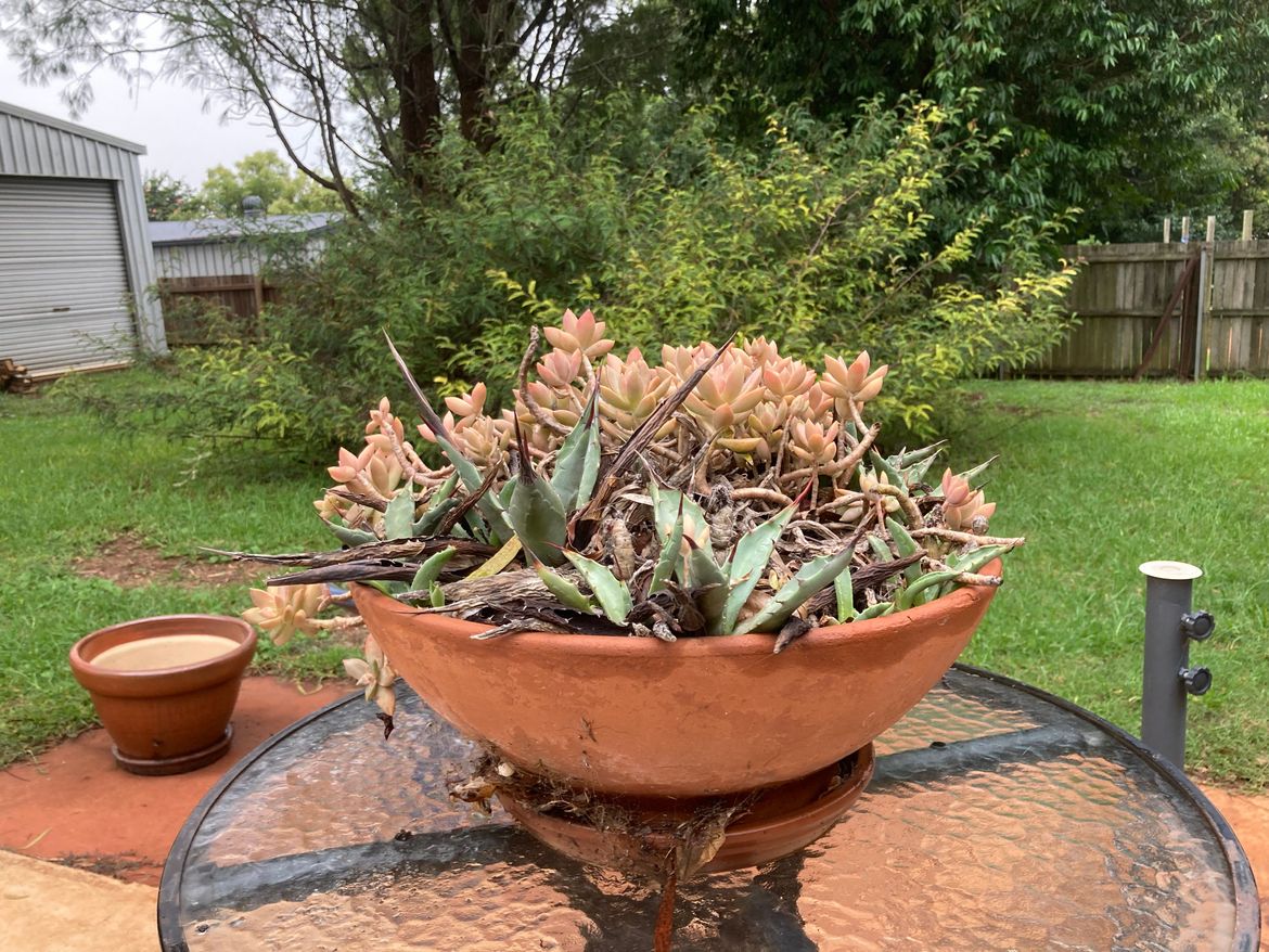 IMG_1427.jpeg IMG_1427.jpeg