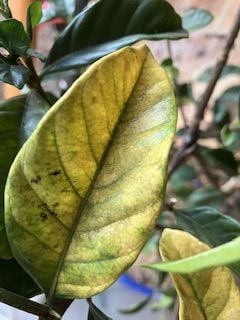 IMG_0833.jpeg IMG_0833.jpeg