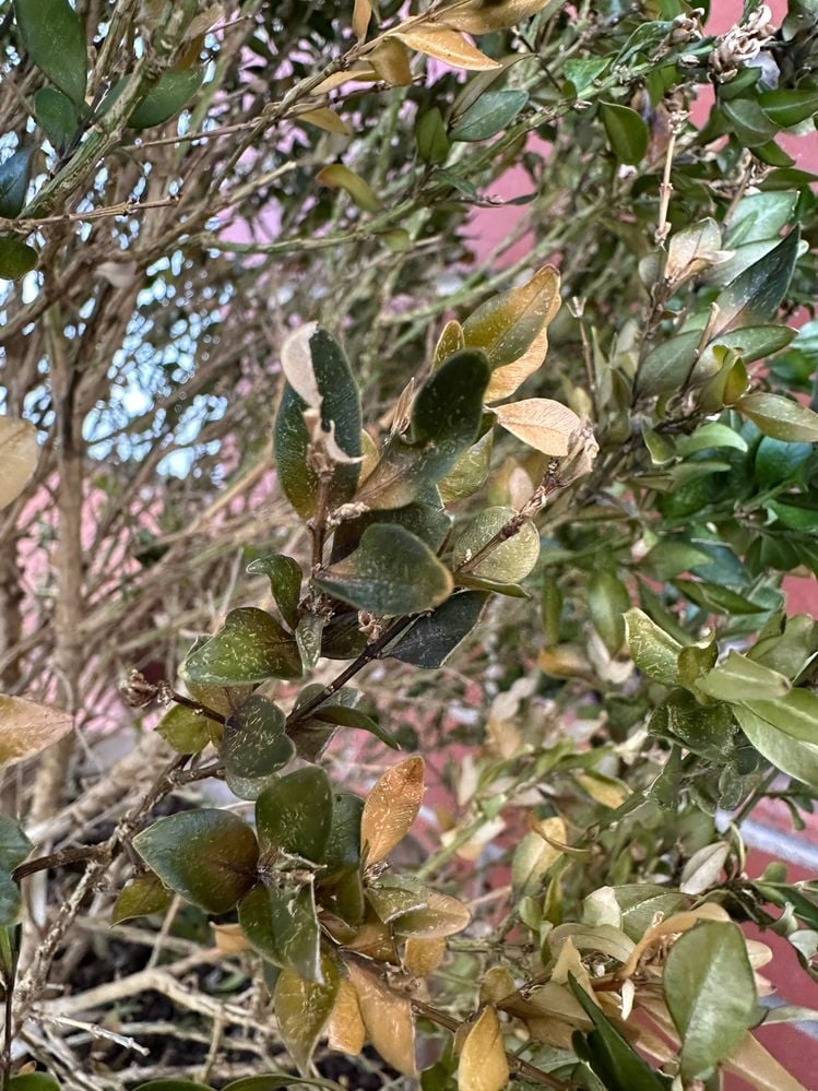 IMG_8181.jpg IMG_8181.jpg