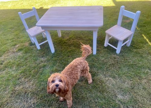 IMG_6245.jpeg IMG_6245.jpeg