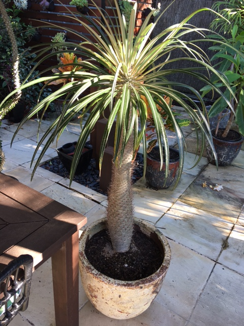 Pachypodium2png.png Pachypodium2png.png