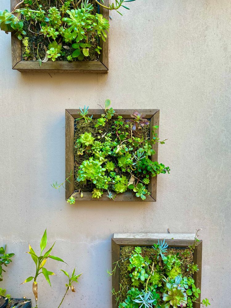 succulent frames.jpeg succulent frames.jpeg