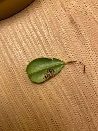 C0301C1E-E3E1-463B-BE75-61FCFB92070F.jpeg C0301C1E-E3E1-463B-BE75-61FCFB92070F.jpeg