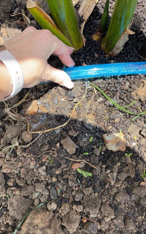 IMG_4403.jpg IMG_4403.jpg