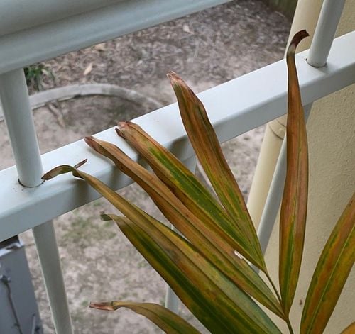 D80B938B-8C70-43C3-B367-FE904DC5F844.jpeg D80B938B-8C70-43C3-B367-FE904DC5F844.jpeg