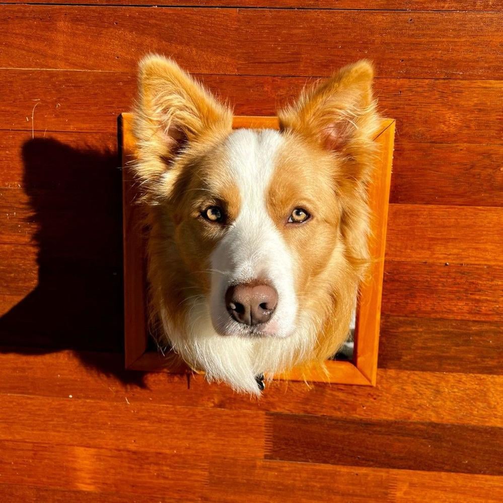 dog-looking-out-window.jpg dog-looking-out-window.jpg