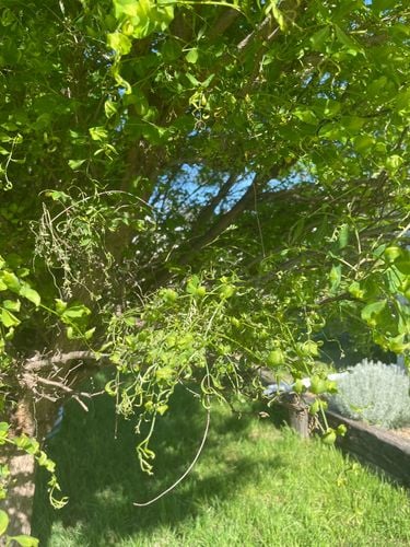 DA8FE5FA-59FC-41CA-A1FF-4C93750E80AE.jpeg DA8FE5FA-59FC-41CA-A1FF-4C93750E80AE.jpeg