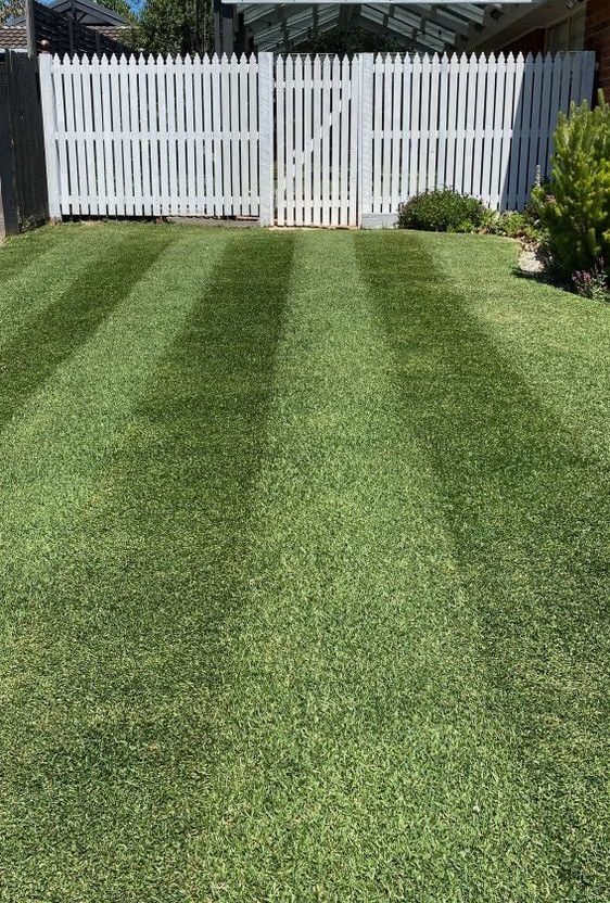 MORE_LAWN.JPG MORE_LAWN.JPG