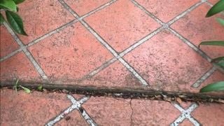 C98EFAA4-EE33-4419-A419-FC543ED36C4D.jpeg C98EFAA4-EE33-4419-A419-FC543ED36C4D.jpeg