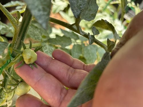 IMG_0761.jpeg IMG_0761.jpeg