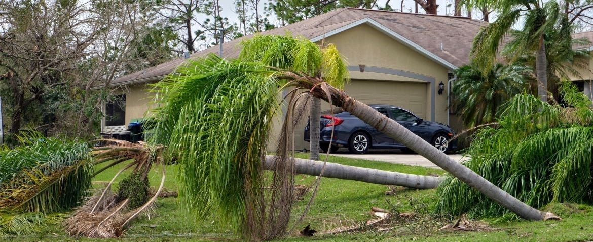 Helping your garden recover after a storm.jpg Helping your garden recover after a storm.jpg