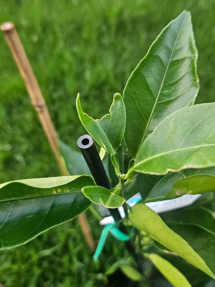 20240109_074529.jpg 20240109_074529.jpg