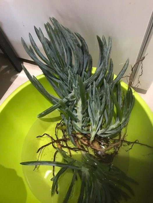 plants.jpg plants.jpg