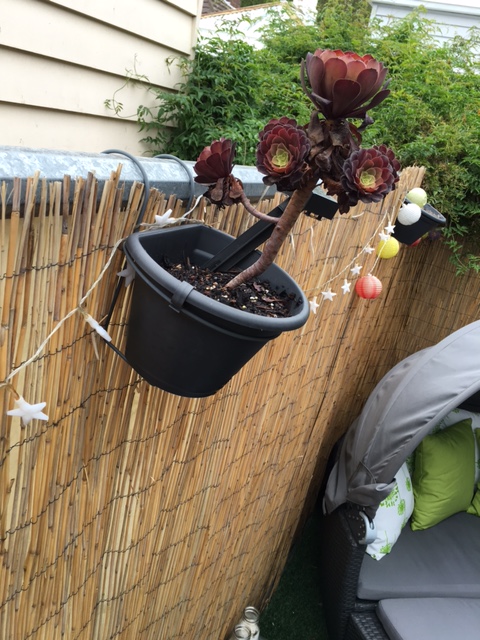 IMG_0616.JPG IMG_0616.JPG