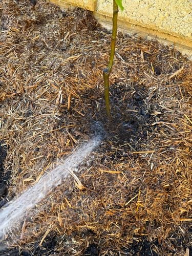 IMG_3350.jpeg IMG_3350.jpeg