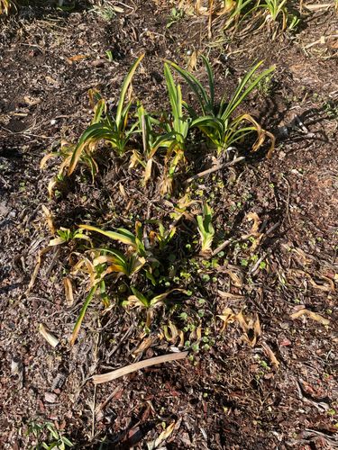 IMG_1447.jpeg IMG_1447.jpeg