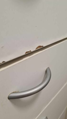 476095199_2069090030221343_5134385763654753196_n.jpg 476095199_2069090030221343_5134385763654753196_n.jpg