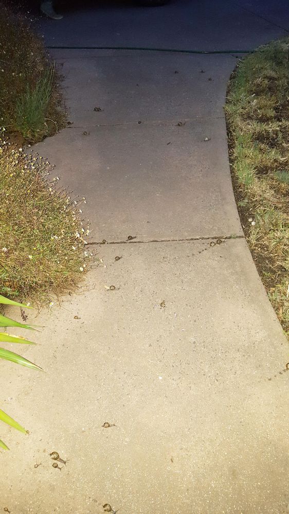 snails.jpg snails.jpg